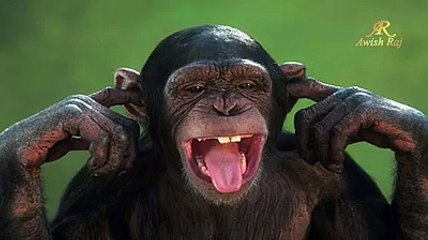 New Funny Video 2016  - Dailymotion Funny Videos - Tubeinto.com