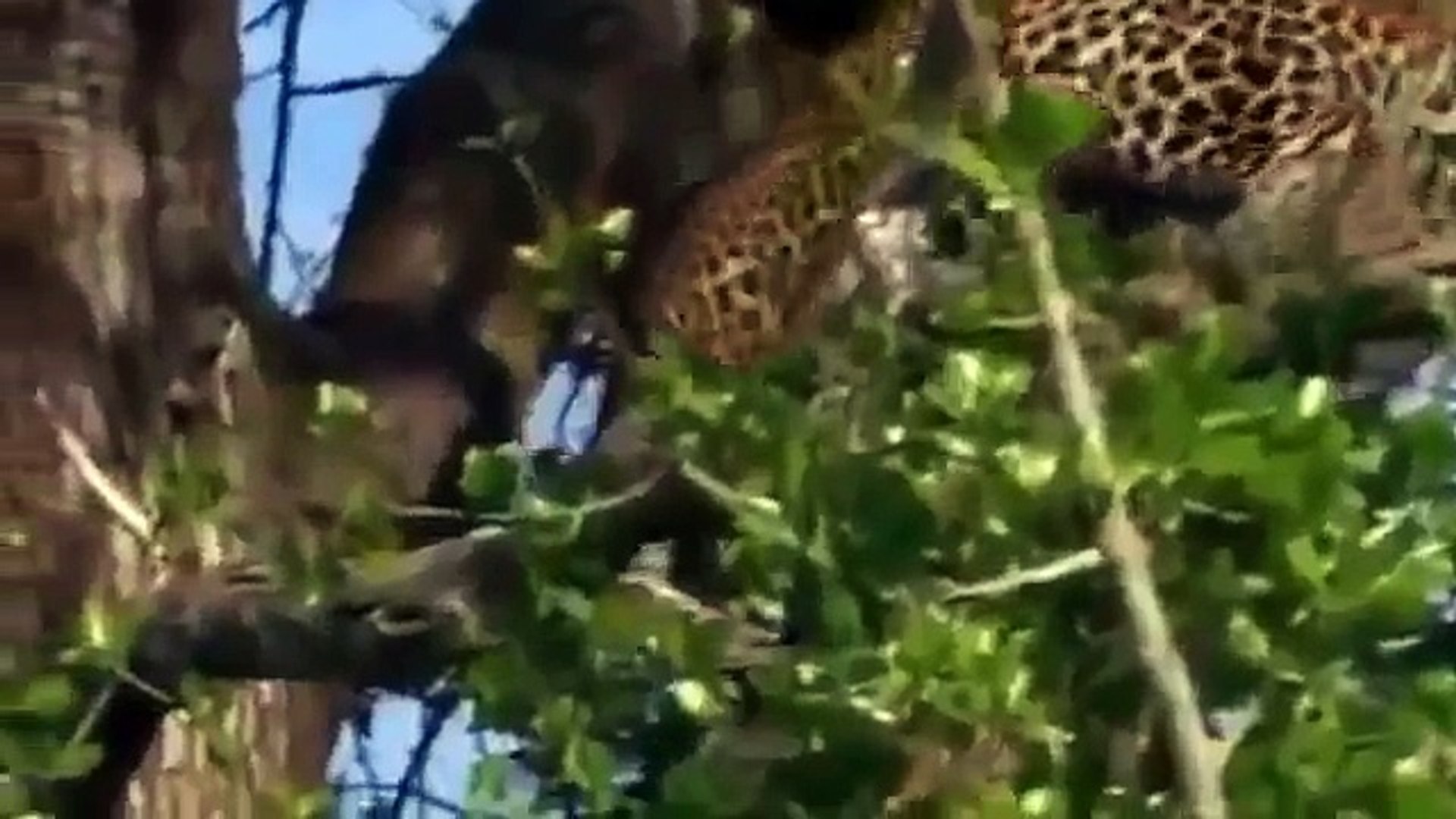⁣Lions Documentary- Game of Champions - Animal Planet - Special Biggest Africa Animals