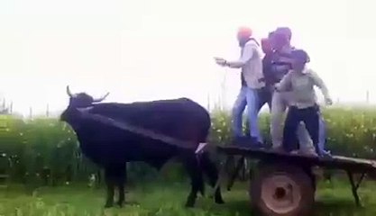 New Funny Video 2016 - Funny Movies  - Dailymotion Funny Videos - Tubeinto.com