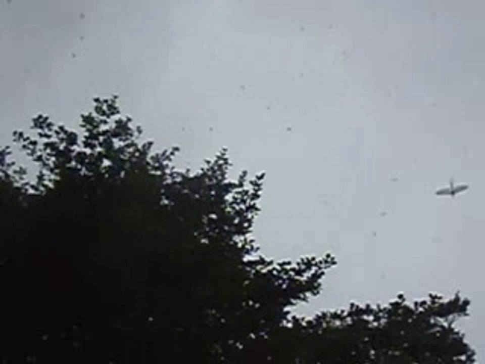 Eclosion de mouche de mai
