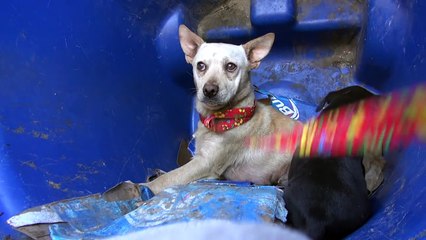 Ils Portent Secours À Une Chienne Dans Une Poubelle, Mais Une Surprise Les Attendent