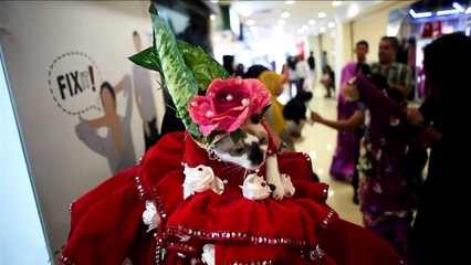 Malaysia international cat show draws 200 participants