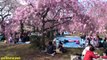Cherry Blossom Festivals in Japan