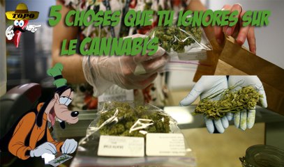 Top 5 des choses que tu ignores sur la marijuana - TOPO #1