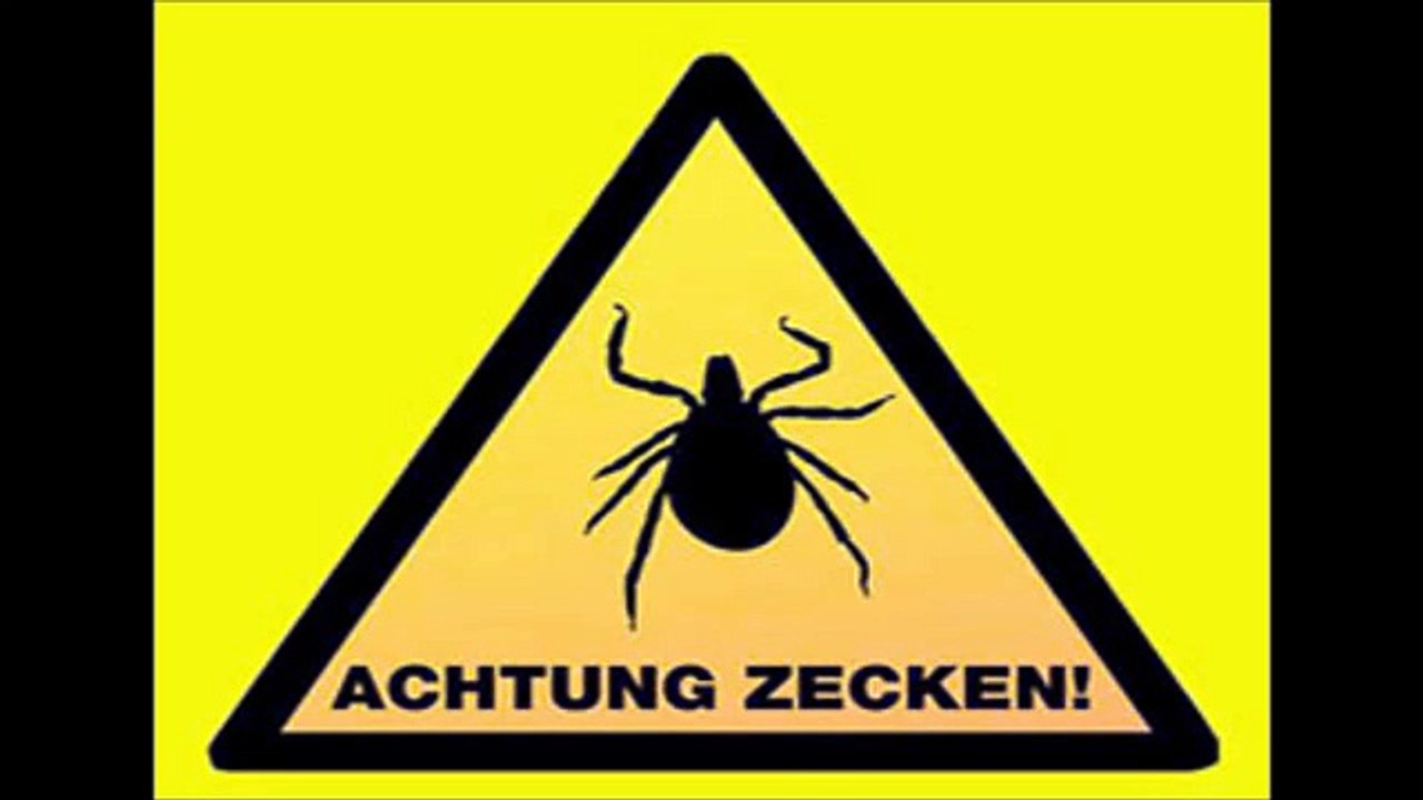 Radiosendung Zeckenbiss: Die Biene Maja und der faule Niki
