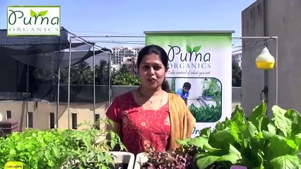How to Grow Coriander in your terrace garden