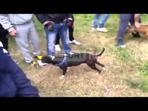 Report TV - Tiranë, rreziku nga qentë “Pitbull”, dy incidente në tre ditë
