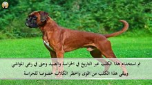 اخطر 10 كلاب في العالم