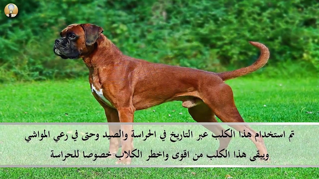 اخطر 10 كلاب في العالم