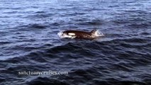 Des orques prennent en chasse un banc de dauphins