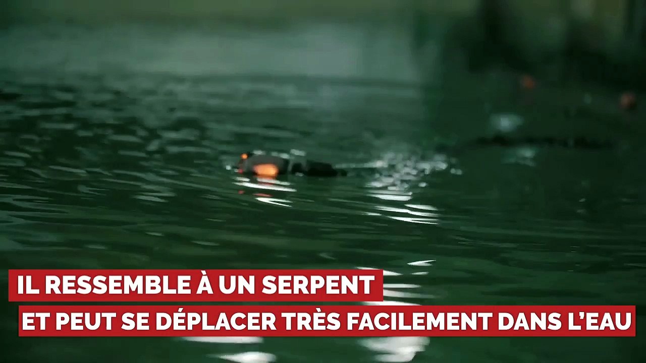 Ce robot-serpent nage avec une agilité déconcertante pour surveiller des installations pétrolières
