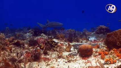 Köpekbalığı derisi sıradışı buluşlara ilham veriyor.