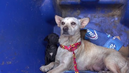 Ils sauvent une maman chien et son petit vivant dans une poubelle. Magnifique