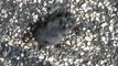 Shorttail Shrew (Soricidae: Blarina brevicauda) Insect Eater, Insect Eaten