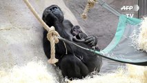 ولادة غوريلا في حديقة حيوانات في براغ