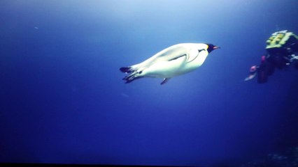 Visite de l'exposition "Antarctica" de Luc Jacquet au Musée des Confluences (Lyon)