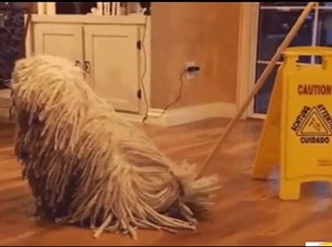 C'est la fin de la journée, régalons nous avec nos amis les bêtes