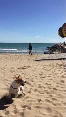 Amazing jump Jack Rusell! OMG Victor Madera’s dog