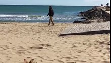 Amazing jump Jack Rusell! OMG Victor Madera’s dog