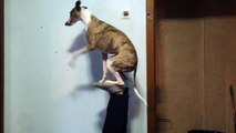 Dog showing off his balancing skills!!