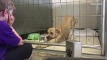 Terrified Shelter Dog Transforms With Little Boy's Love