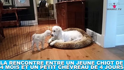 La rencontre entre un jeune chiot de 4 mois et un petit chevreau de 4 jours ! Tout de suite dans la Minute Chien #200