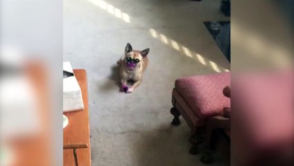 Dogs will eat anything lol!!!!