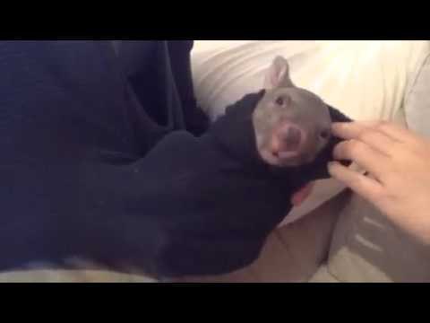 Young Wombat Jack Canoodles With Woman