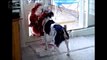 Cachorro Tentando Passar com o Brinquedo Muito Engraçado FUNNY VIDEOS ENGRAÇADOS PRANKS VINES FAIL