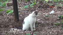 Samsun'da Sokak Kedilerine 5 Yıldızlı 'Kedi Kasabası'