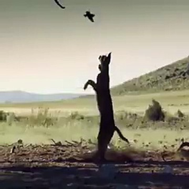 Amazing_Video