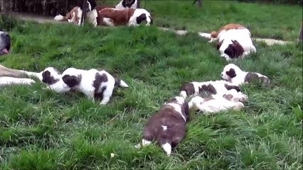 les sources de gouesch bb 5 semaines