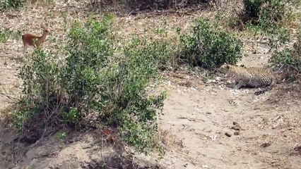 leopard hunting deer