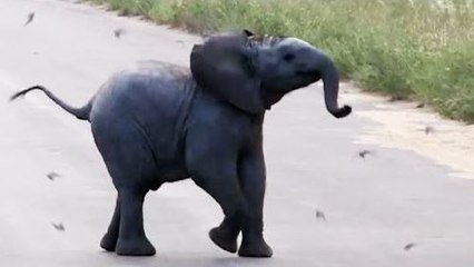 Baby Elephant Calf vs Birds