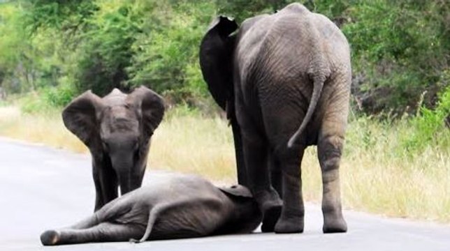 Herd of Elephants Help an Elephant Calf After Collapsing in the Road