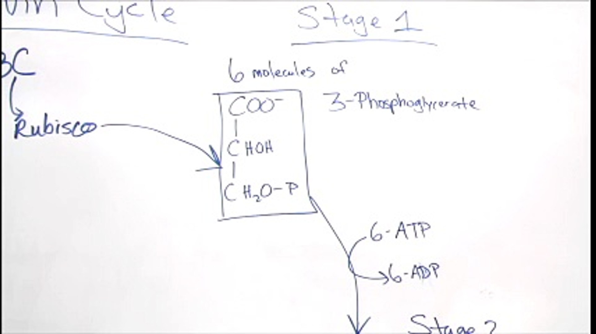 ⁣Plant Physiology: Calvin Cycle