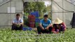 Cabbage production in China – The daily life of local producers – EP06