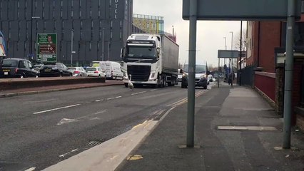 This swan decided to take a stroll in the middle of a Manchester street during rush hour. It caused havoc as all the car