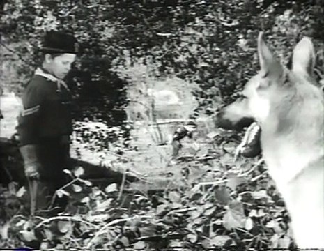 The Adventures of Rin Tin Tin @ 13 Rin Tin Tin and the Gold Bullion