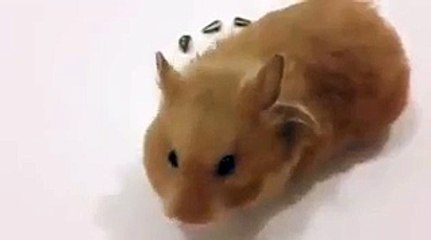 very amazing video mouse making a heart waaaaaaao