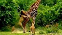 Lions attacks Giraffe - and kills