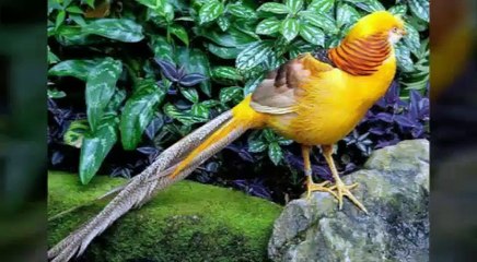 Los animales mas hermosos del mundo