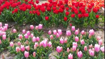 sortie les tulipes en Bretagne Kerloc'h