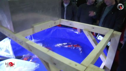 Interkoi 2016 koi-delux