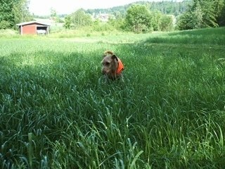 Tears in Heaven - Eric Clapton