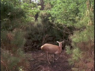 Il filme une biche qu'il rencontre dans les bois, mais regardez bien son ventre de plus près!