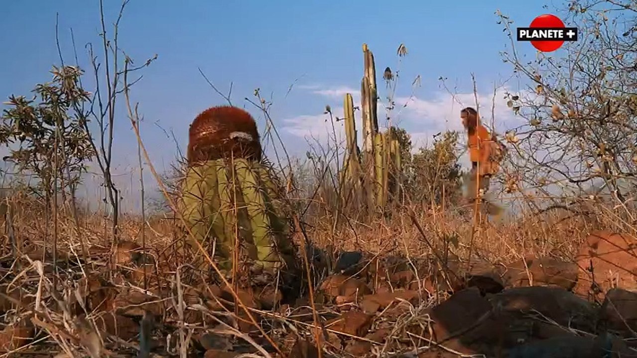Perou  le repaire de l ours a lunettes