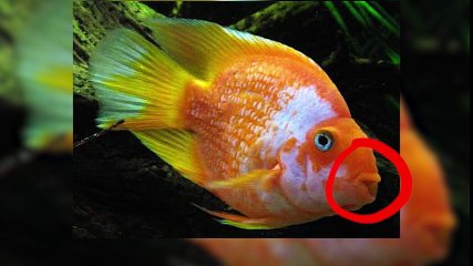 8 Animal Hybrids You Never Knew Existed