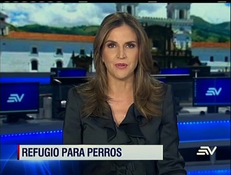 Veterinario da refugio a mascotas que se quedaron sin hogar