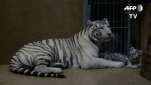 Two Bengal white tigers born at Liberec Zoo in Czech Republic
